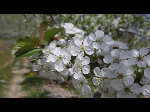 Reč struke ep. 226 11.12.2018. NAJAVA