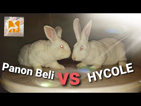 Hycole & Panon kunić NASTANAK I PREDISPOZICIJE.