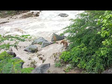 A primeira cheia do Rio da chata do ano de 2026 no município de Agrestina Pernambuco 