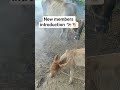 Song Whatsappstatus Youtubeshorts Villagelife Animals Cow