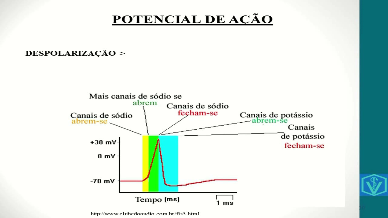 Fisiologia do sistema nervoso - parte 04 #impulsonervoso #sinapse