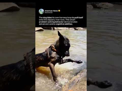 DOG FOUND A WAY TO CLIMB