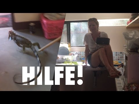 Riesen Leguan plötzlich in der Küche!!! | Scherzingers Vlogs Costa Rica #12