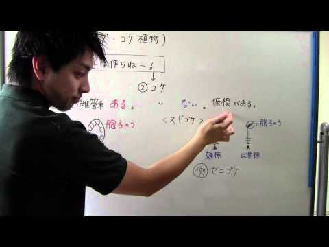 近極圏エコゾーン: 学名別の胞子植物 (A)について詳しく解説