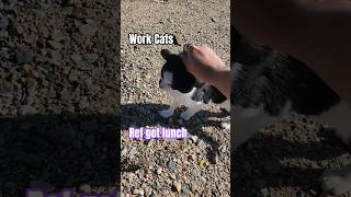 Work Cats. Ref got lunch. #workcats #rescuekitty #rescuecat #VBISD #michigan #rescue #cats