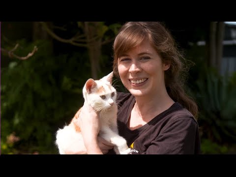 Dicas de resgate e adoção de gatos - Em casa com PETstock – Lonely Miaow Association