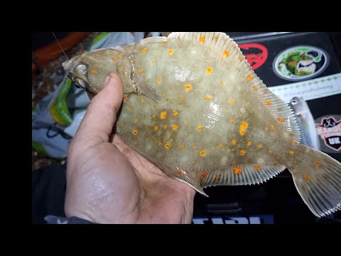 fishing the wrong tide at Brighton plaice hunting 🤦‍♂️ sea fishing uk