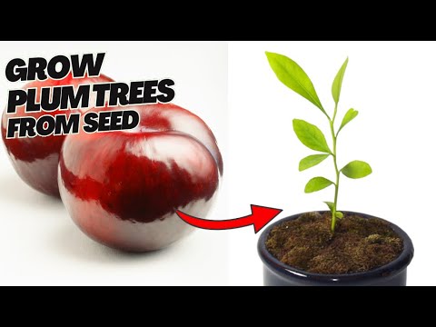 🌳How to Grow Plum Trees From Seed at Home (Easy & Simple DIY Guide!)