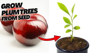 Download lagu 🌳How to Grow Plum Trees From Seed at Home (Easy & Simple DIY Guide!) mp3 Download lagu 🌳How to Grow Plum Trees From Seed at Home (Easy & Simple DIY Guide!) mp3