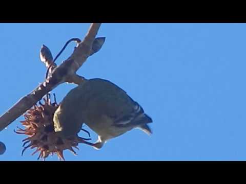 Lesser Goldfinch (female)