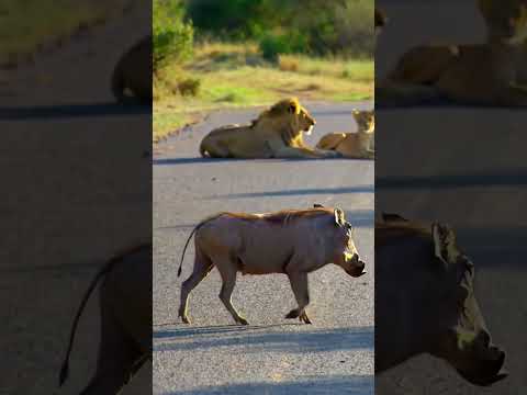 WARTHOG VS LION 🦁 FUNNY MOMENTS 😂