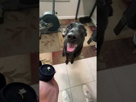 Un homme montre sa bague de fiançailles à son chien pour obtenir son approbation