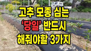 고추 모종 심는 '당일' 반드시 해줘야할 3가지