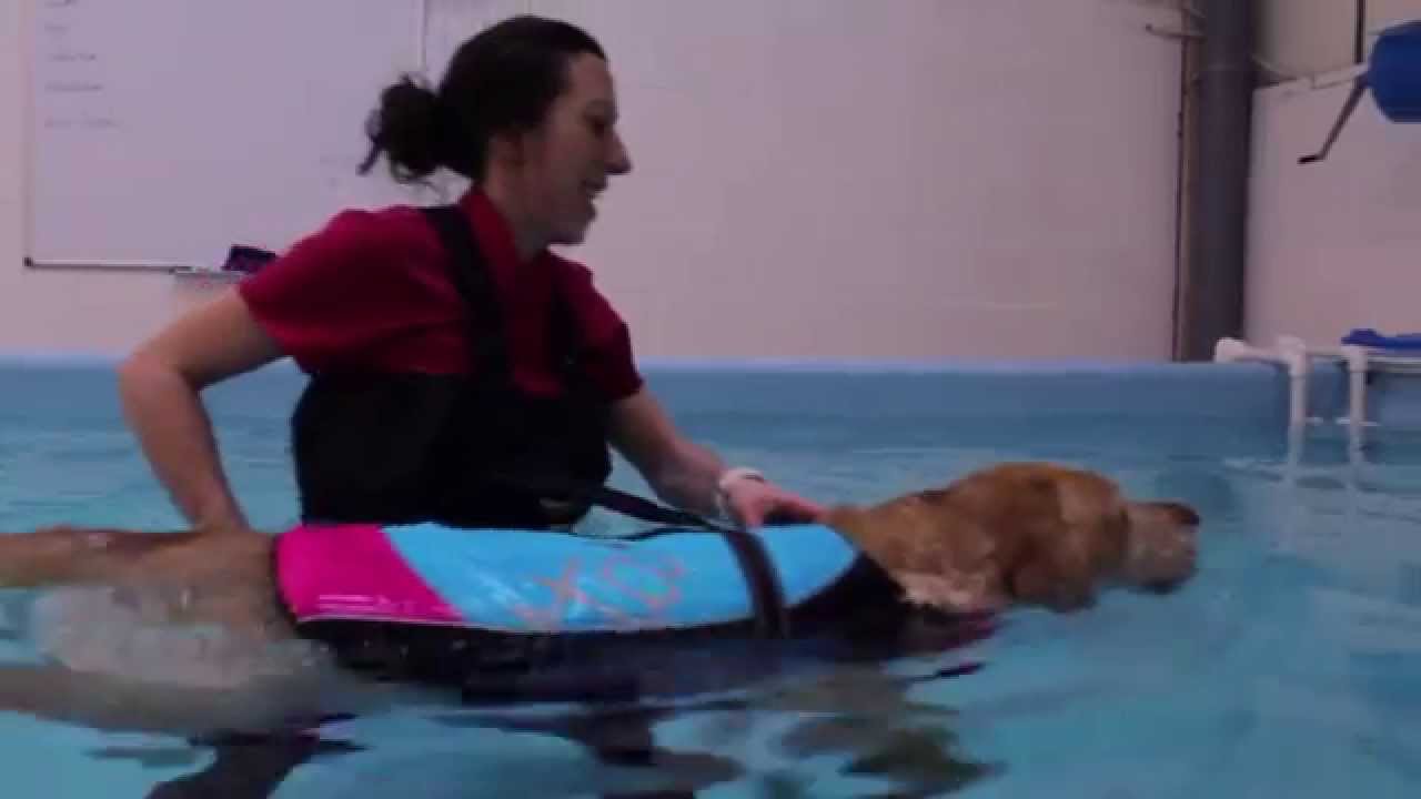 Watch video Dog hydrotherapy centre Woozelbears opens in Swindon Now Dog hydrotherapy centre Woozelbears opens in Swindon