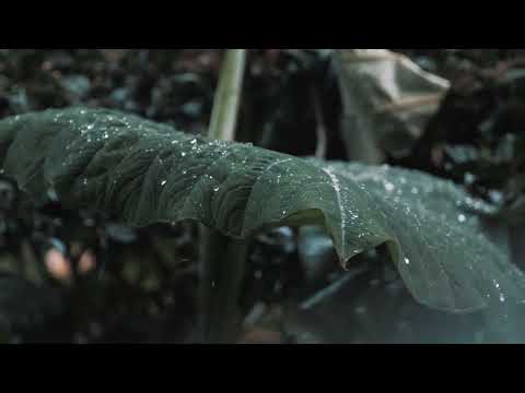 Videli Free Footage - Rainy Day FREE STOCK FOOTAGE