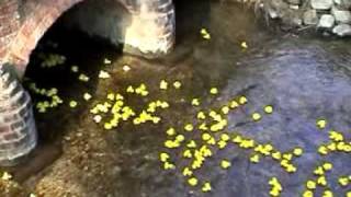 preview picture of video 'Damerham Duck Race'