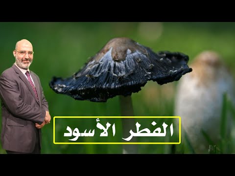 الفطر الأسود حلقة غاية فى الأهمية  برنامج الطب الأمن مع الدكتور أمير صالح