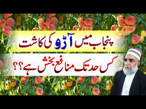 Is peach Gardening Successful in Punjab || Crop Reformer