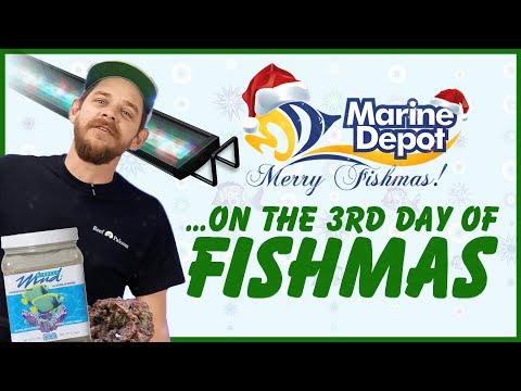 Third Day of Fishmas 2018 ❄ Reno Lights Giveaway ❄ Life Rock Shapes 10% OFF ❄ Miracle Mud 15% OFF