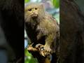 Did you know the Pygmy Marmoset is so small it can wrap around your finger? 🐒  #marmoset