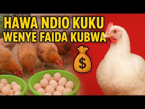 Kuku wa Mayai vs Kuku wa Nyama – Yupi Ana Faida Zaidi?