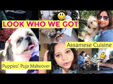 Look Who We Got | Puppies' Makeover | Exploring Delicious Cuisine