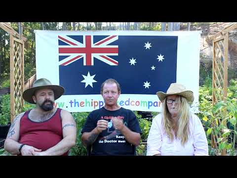 download lagu mp3 mp4 Aji Peruvian Chili, download lagu Aji Peruvian Chili gratis, unduh video klip Aji Peruvian Chili