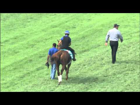 [Champions Mile 2016]Sophie Chretien from Godolphin talks about Safety Check ahead of Champions Mile