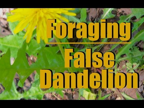 , title : 'Foraging Notes: The False Dandelion'
