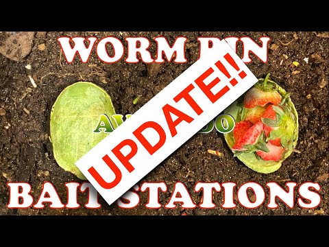 Mites Invade Avocado Bait Stations In Tiny Worm Bin | Vermicompost Worm Farm