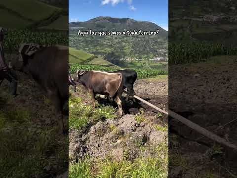 Aquí las que somos  todo terreno #campo #chimborazo #alausi
