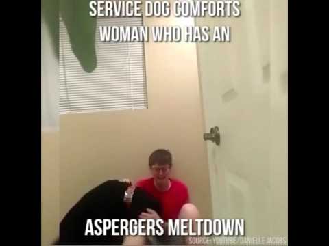 service dog Comforts woman who has Asperger's meltdown Danielle Jacobs