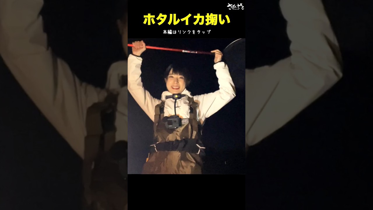 #ホタルイカ掬い #ホタルイカ  #ホタルイカの身投げ