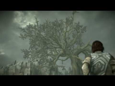 A árvore colossal "viva" no modo foto 🌳 [REpost]   Mais uma postagem de 7 anos atrás de #sotc