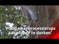 'Plaag eikenprocessierups hebben we vooral aan onszelf te danken'