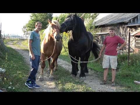 Caii lui Nicusor de la Abrud, Alba - 2019 Nou!!!