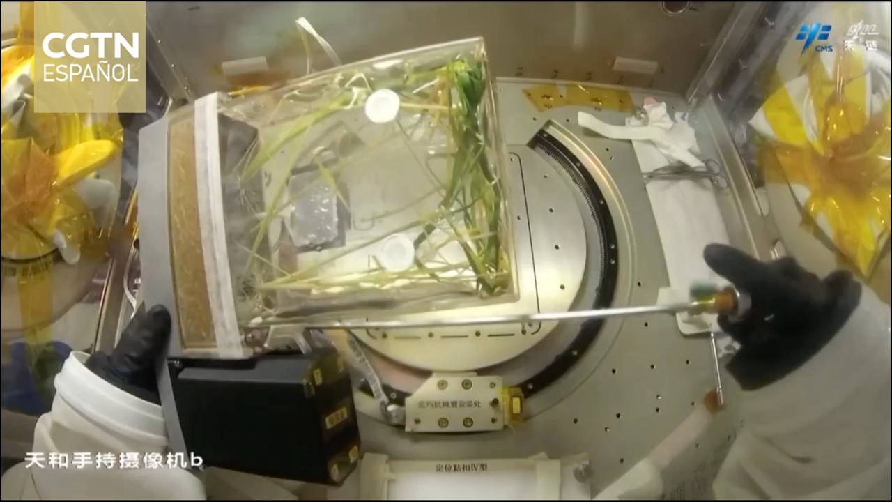 Taikonautas de Shenzhou-23 completan un experimento en órbita para cultivar 2 generaciones de arroz