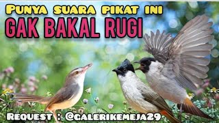 Download lagu Suara Pikat Burcil Kombinasi Kutilang Ribut Dan Ciblek Sawah Ribut Terancam mp3