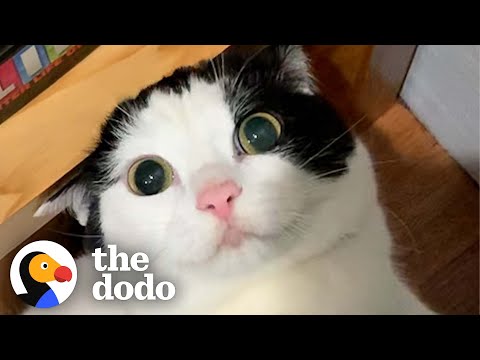 These Wobbly Cat Siblings Are Obsessed With Their Guinea Pig Sisters | The Dodo Cat Crazy