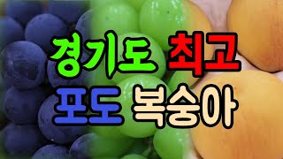 경기도농업기술원, 경기도 최고 포도·복숭아 품종 선정