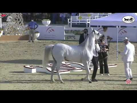 N 130 BINT HAZY AL KHALEDIAH   Sharjah International Arabian Horse Festival 2021   Mares 7 9 Years O