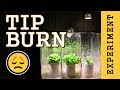 Preventing Tip Burn: Hydroponic Lettuce (Indoor LED Grow Light) PPFD Experiment Preventing Tip Burn: Hydroponic Lettuce (Indoor LED Grow Light) PPFD Experiment