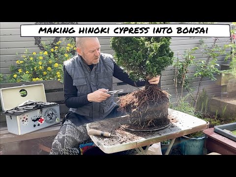 Styling a Hinoki Cypress into A Bonsai