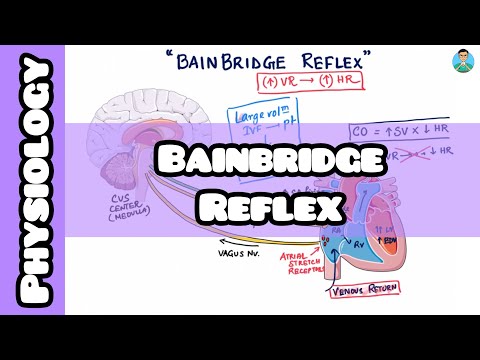Bainbridge Reflex explained easily for #usmle #inicet #neetpg #nclex