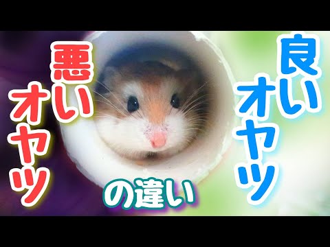 ハムスターに与えてはいけない食べ物