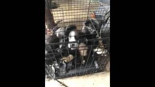 Blue Healer Puppies Videos