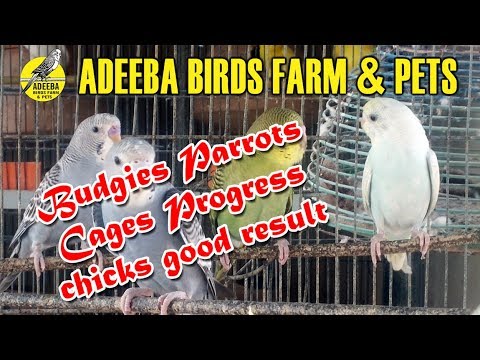 Adeeba birds farm & pets
