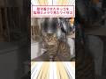 留守番させたネッコを監視カメラで見たワイ号泣 #2ch動物スレ #猫動画 #猫のいる暮らし