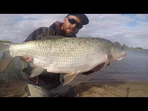 BoleńTV: Grube Jesienne Bolenie na Szprotkę 10 cm. od Tomka Wiecznego Wieczorka