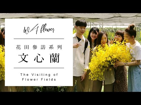 文心蘭插花